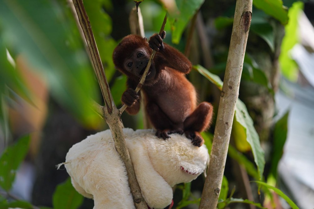 Kolombiya'da yavrusu ele geçirildi: Sesleri 5 kilometreden duyulabiliyor - 1