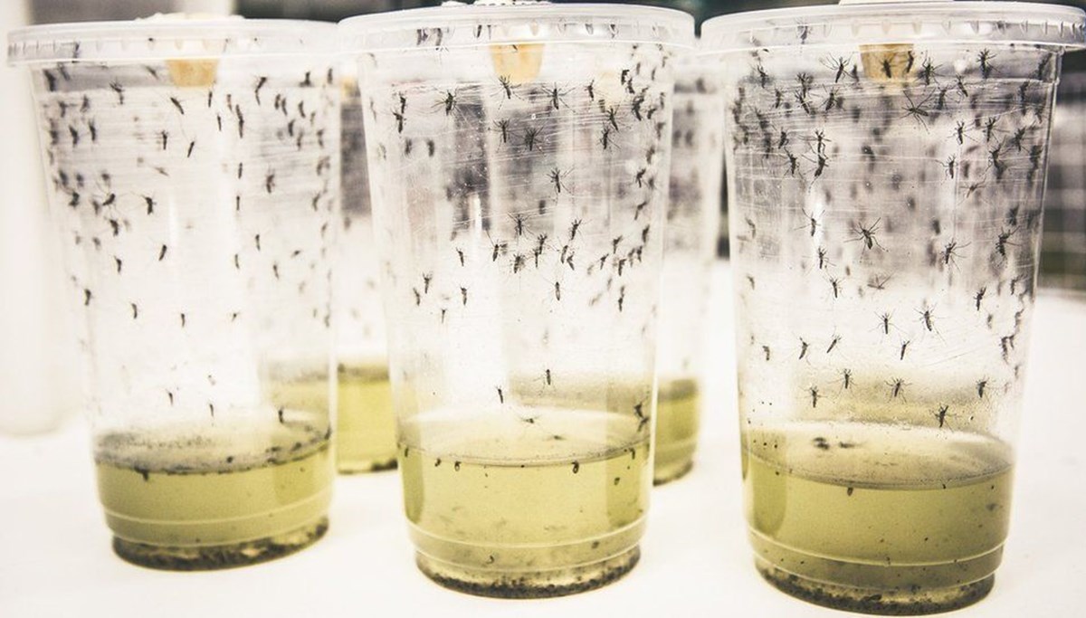 “Mucizevi” sivrisinek yöntemi. her yıl yüz milyonlarca kişiyi enfekte eden salgına karşı çığır açacak