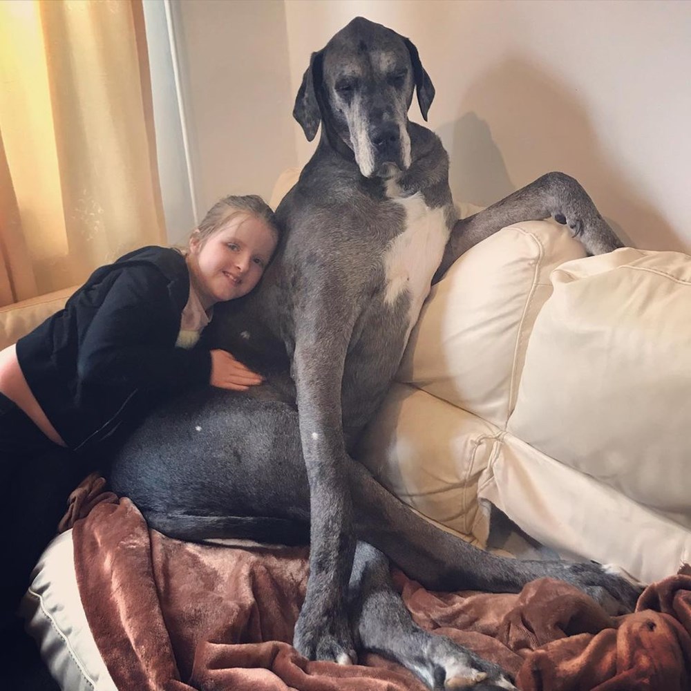 Dünyanın en uzun köpeği Freddy hayatını kaybetti - 15