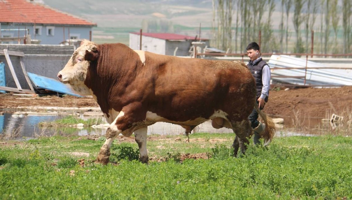 Kurbanlık dev boğa görücüye çıktı