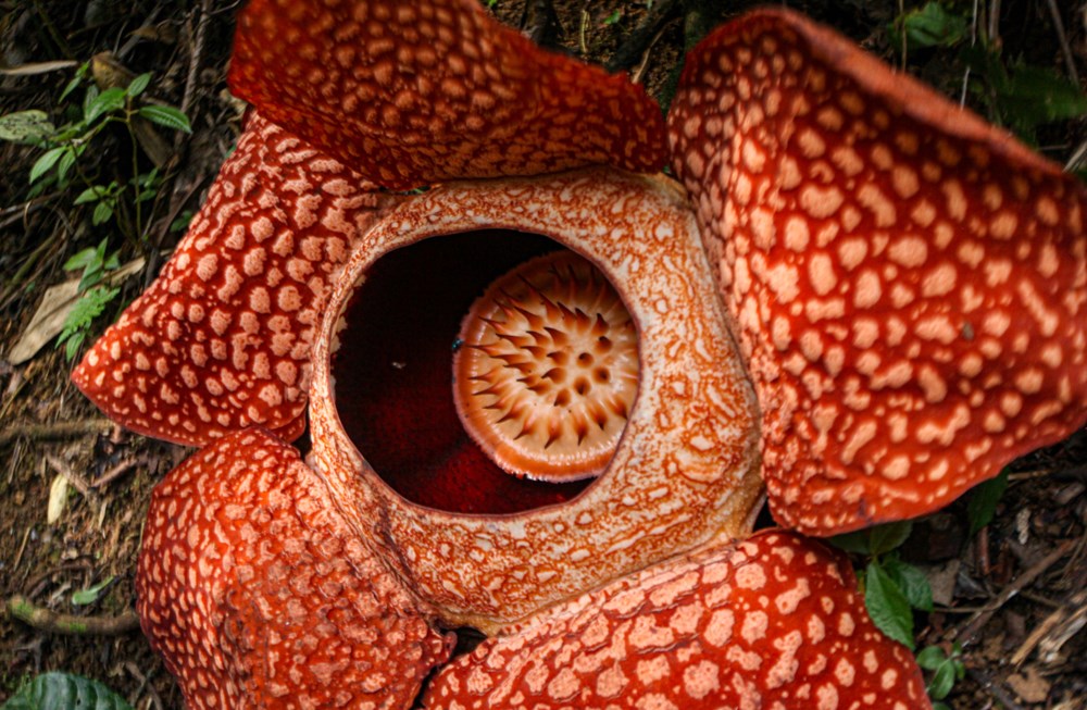 Dünyanın en büyüğü: Endonezya’da ceset çiçeği olarak da
bilinen 'Rafflesia arnoldii' açtı - 2