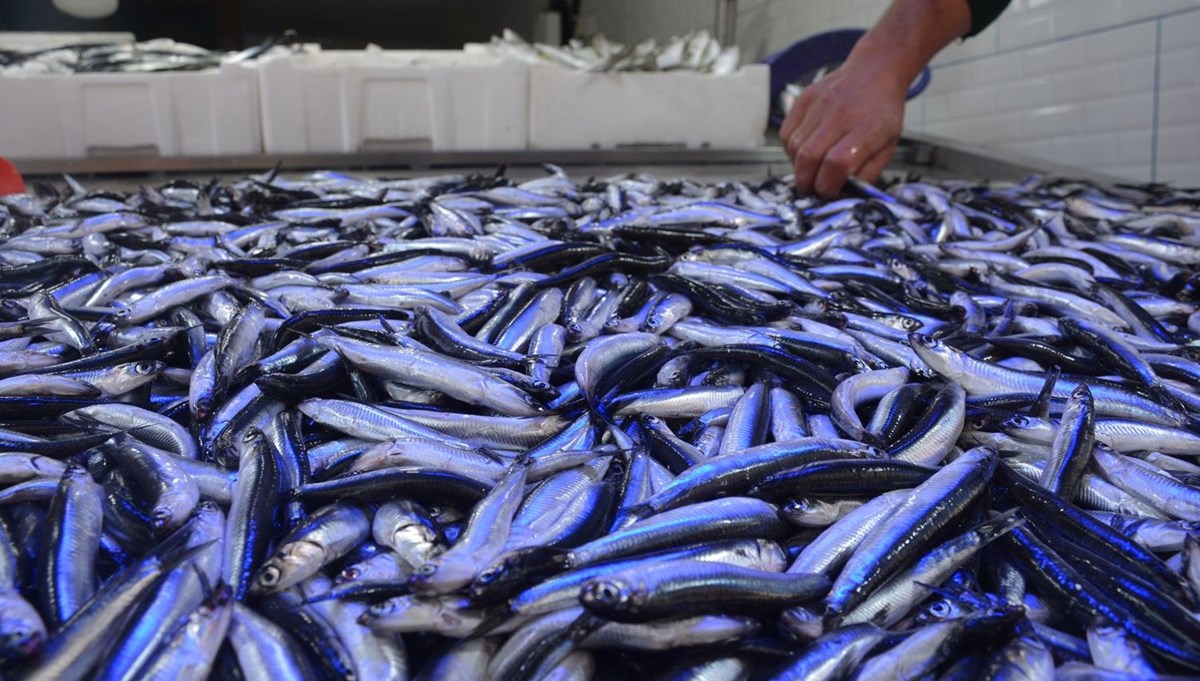 Uzmanlardan 'hamsi' uyarısı: Sezonu da boyu da kısalıyor