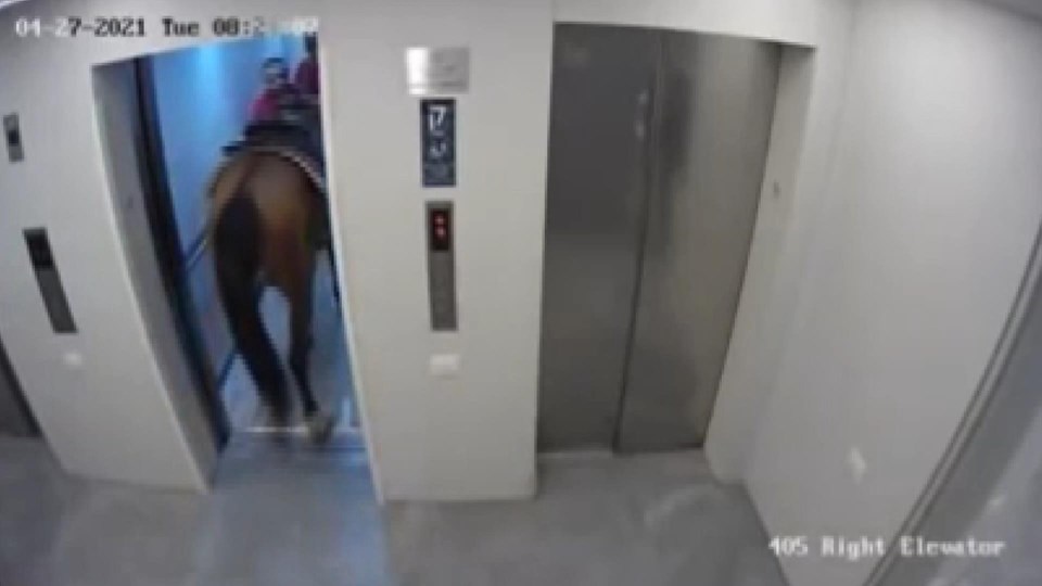 İsrail’de asansöre at bindirmeye çalışan 2 kişiye gözaltı - 1