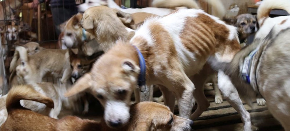 30 metrekarelik evde 164 köpek ile yaşıyorlar - 7