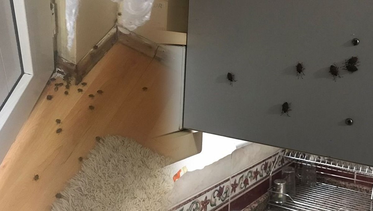 İstanbul'da 'kokarca böceği' kabusu