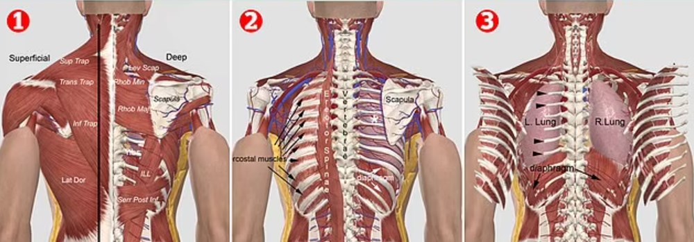 Vikinglerin kan donduran “kan kartalı” işkencesinin anatomik olarak mümkün olduğu kanıtlandı - 6