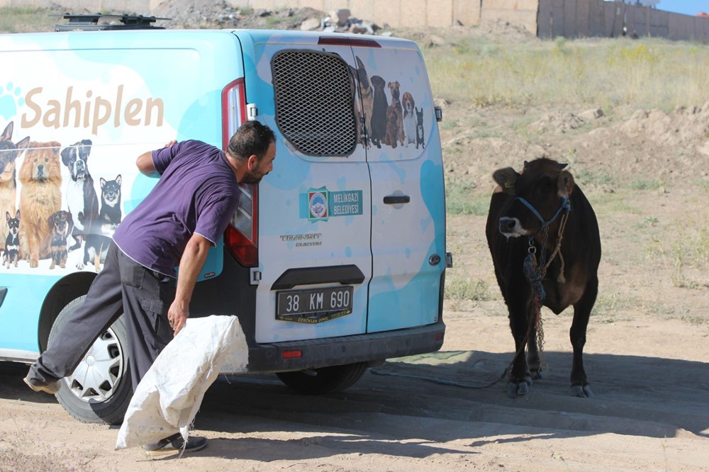 Kaçan dana ortalığı birbirine kattı: Gel kurban olduğum - 5