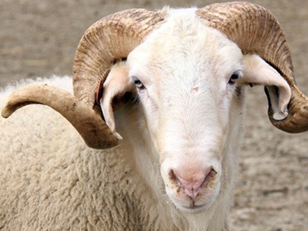 2019 kurban bayrami ne zaman basliyor kurban bayrami tatili kac gun