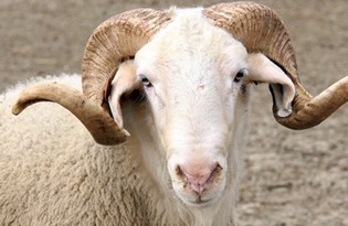 diyanet ten kurban kesimi ve vekalet