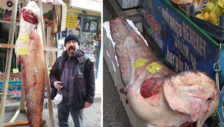 108 kiloluk yayin baligi kilosu 50 liradan satista ntv