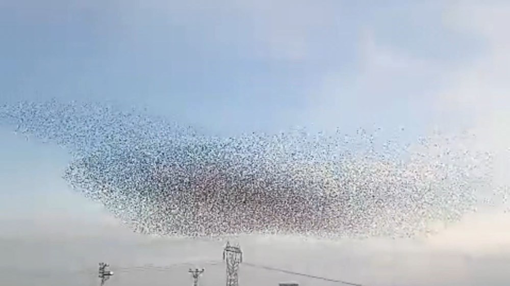 Sığırcıkların Dansı: Gökyüzünde Büyüleyici Bir Balerin Şovu 74 z a45PnBME6lX0NN rd2Ag