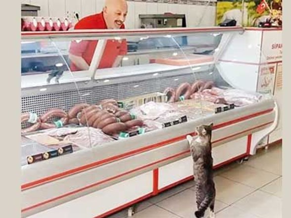 sosyal medya fenomeni kedi yesim oldu