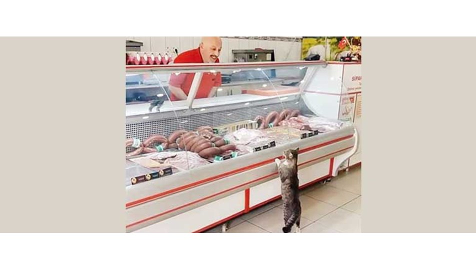Sosyal medya fenomeni kedi �Sakatatçı Yeşim� sahibini zengin edecek NTV