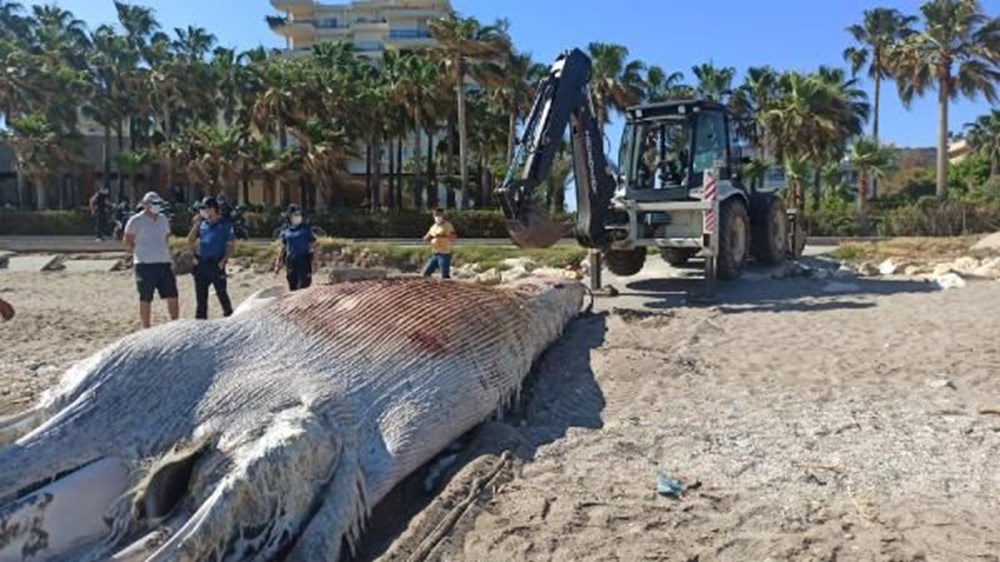 Mersin sahiline 14 metre oluklu beyaz balina vurdu - 11