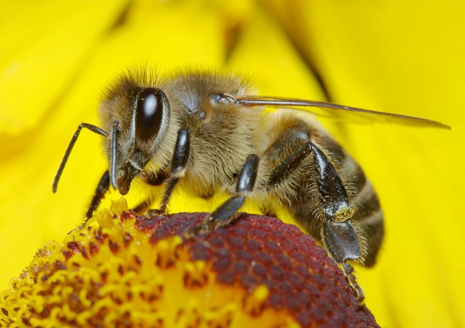 Arı ürünleriyle tedavi (Apiterapi hangi hastalıklarda etkin?) - 1