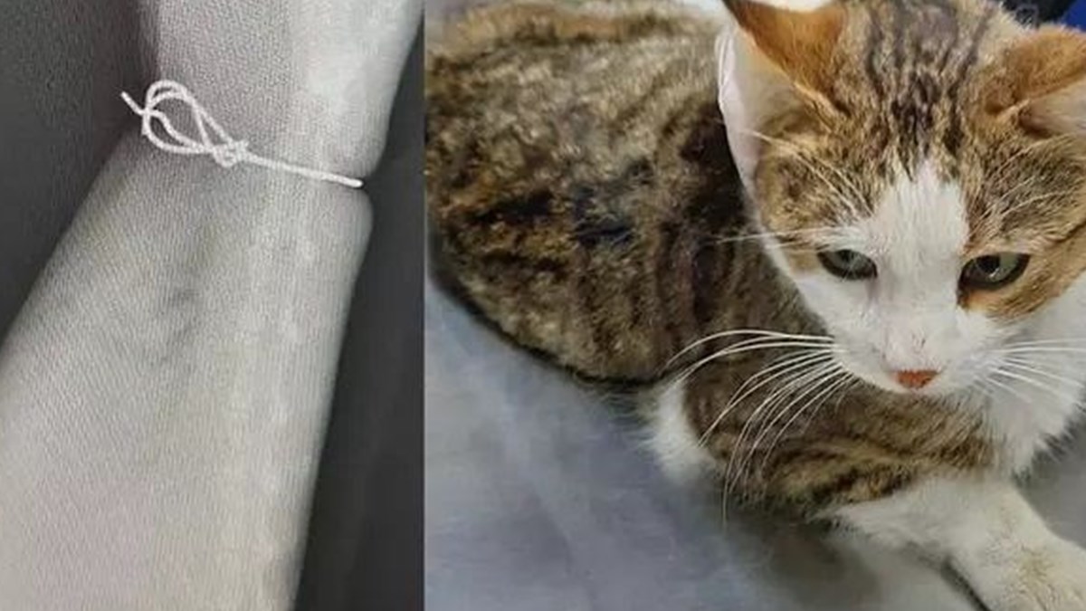 tel baglanan kedi olumu terk edildi