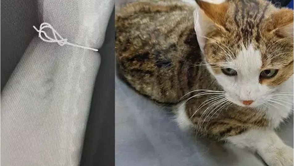 Beline çelik tel bağlanan kedi ölümü terk edildi