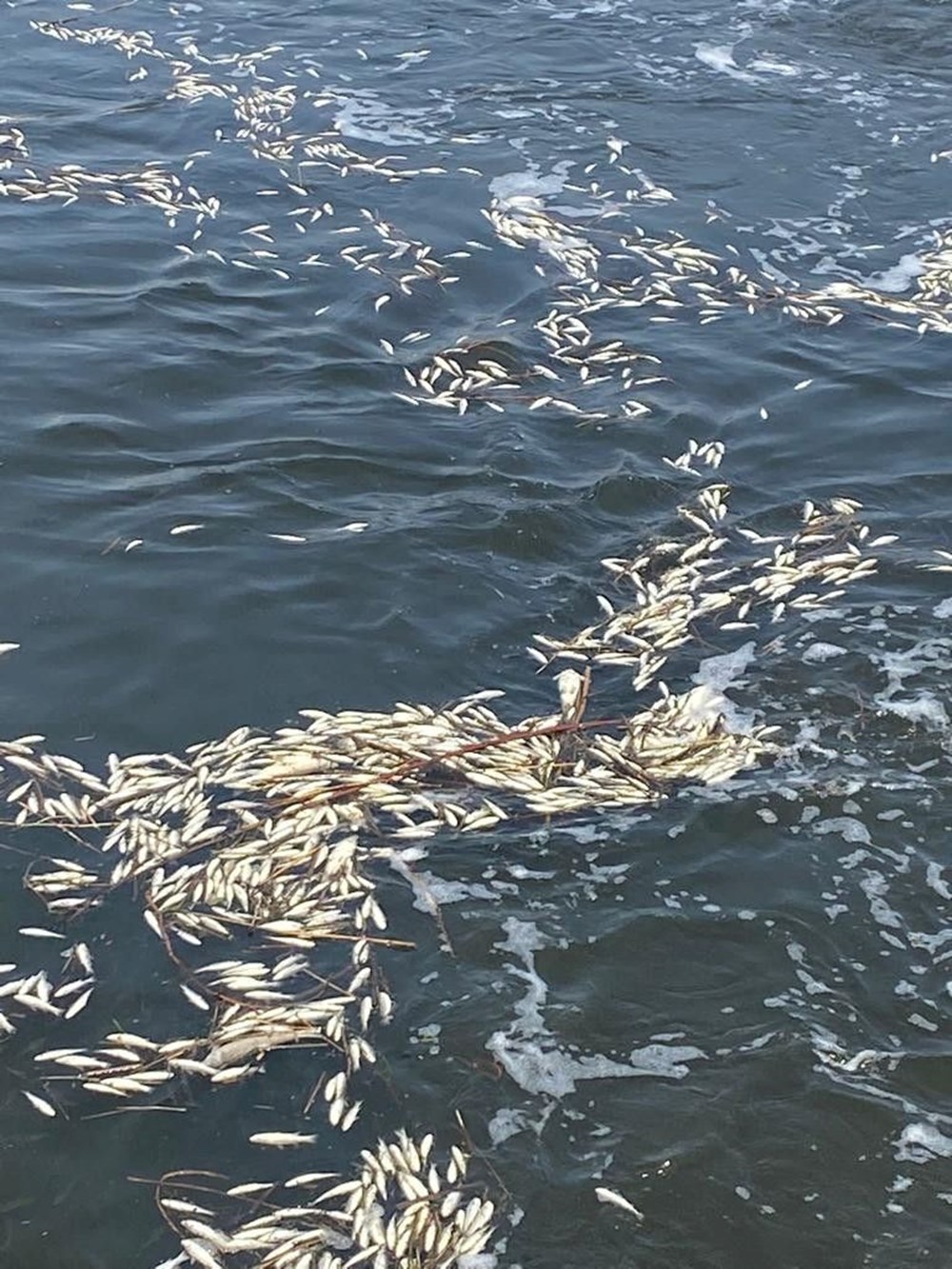 Dicle Nehri'nde tedirgin eden görüntü: Binlerce balık telef oldu - 1