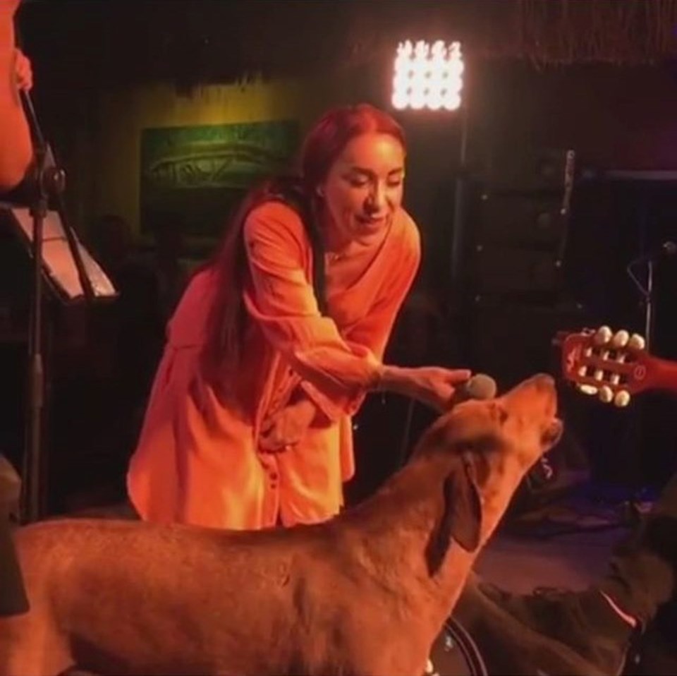 Leman Sam'ın konserinde sahneye fırlayan köpeği (Mobilya) zehirlediler - 1
