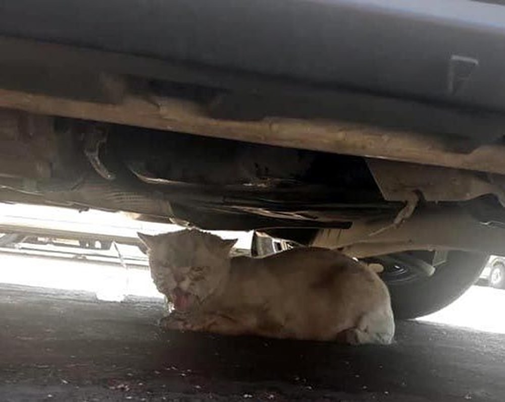 Kayıp kedi minibüsün kaportasından çıktı NTV