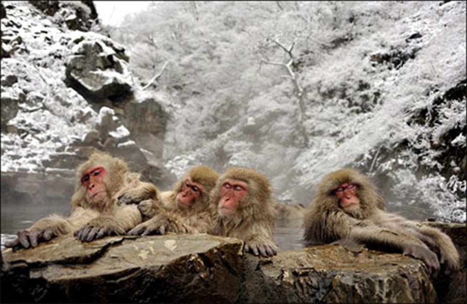 Soğuk hava-sıcak su maymunları ‘maymun etti’ - 2