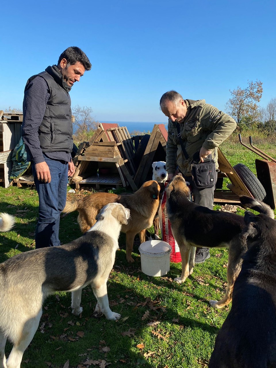 Hayvanları koruma derneği üyesinden köpeğe tekme - 2