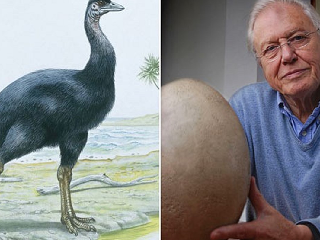 dev kusu yiyip bitirmisiz ntv