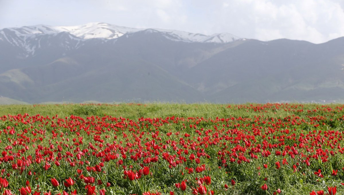 Muş Ovası kırmızıya büründü Muş Ovası kırmızıya büründü