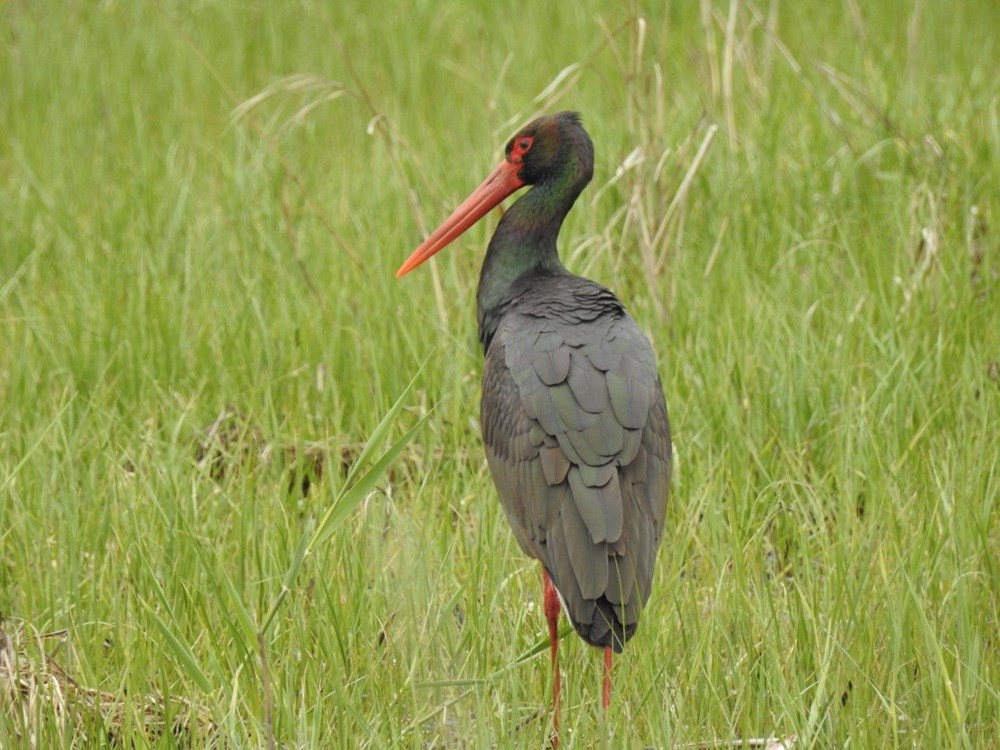 Az tipler ortasında yer alıyor: 10 yıl sonra birinci defa Manisa'da görüldü 77 zhM7aFSv7UuXUr5tC3Sn5g