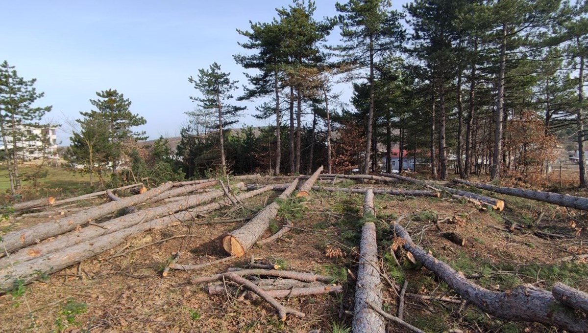 Milli Emlak’tan kiralanan ormanda ağaç katliamı