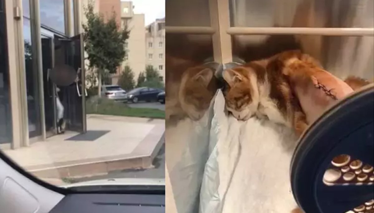 Maltepe'de sitede tekmelenen kedinin karburgaları kırıldı Maltepe'de sitede tekmelenen kedinin karburgaları kırıldı