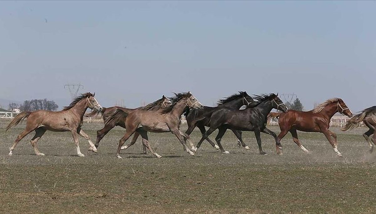 TİGEM 73 safkan Arap tayını ihaleyle satacak TİGEM 73 safkan Arap tayını ihaleyle satacak
