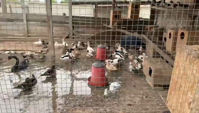 Sakarya�da 102 egzotik hayvan ele ge�irildi