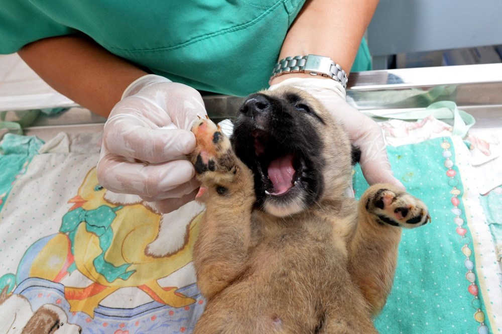 parvovirus köpek tedavisi