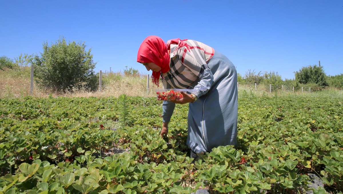 Kayısıya alternatif üretti şimdi siparişlere yetişemiyor