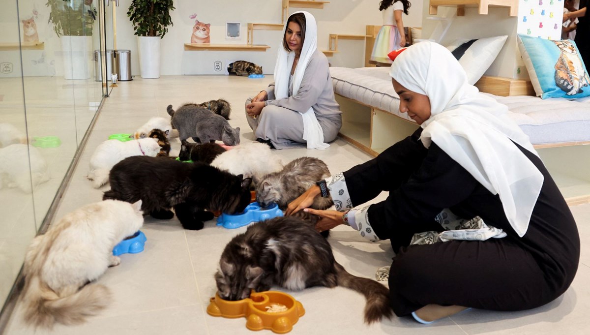Suudi Arabistan'de kediler için 5 yıldızlı otel açıldı: Hizmette sınır yok