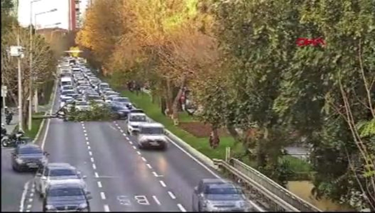 Sahil Yolu’nda ağaç devrildi, trafik yoğunluğu oluştu