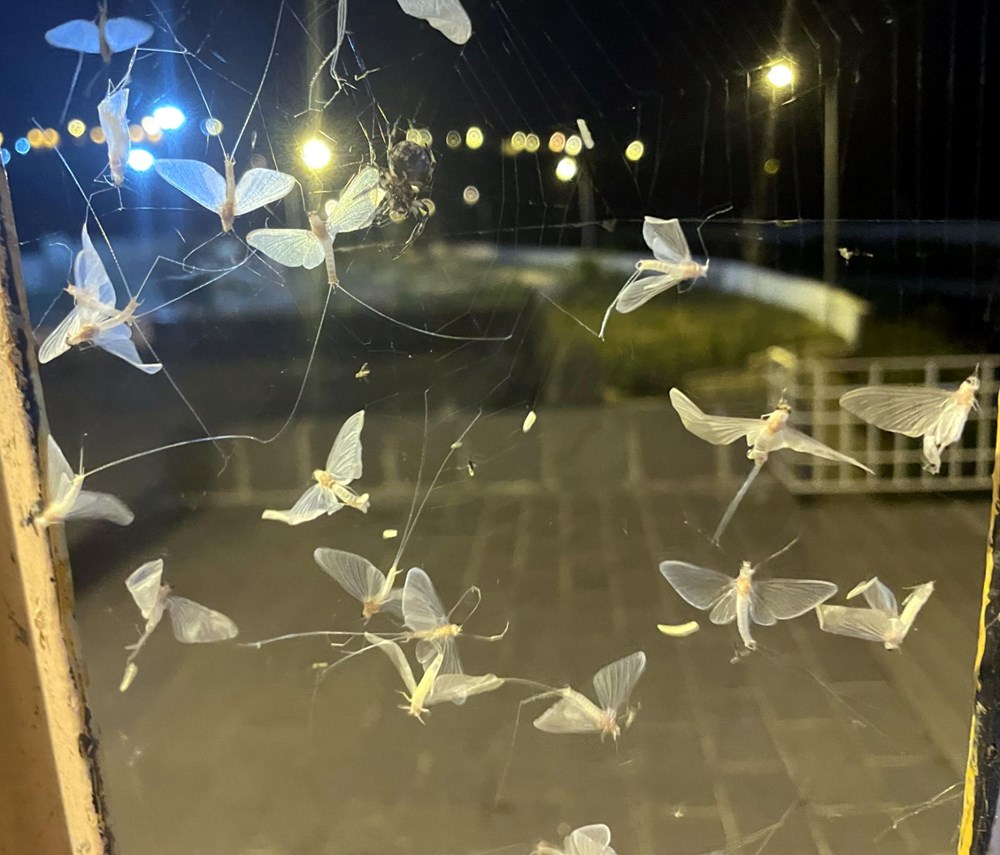 Ardahan'da 'bir günlükler'in ölüm uçuşu başladı - 5