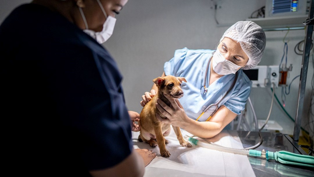 Belçika'da bir köpeğe yapay kafatası yapıldı