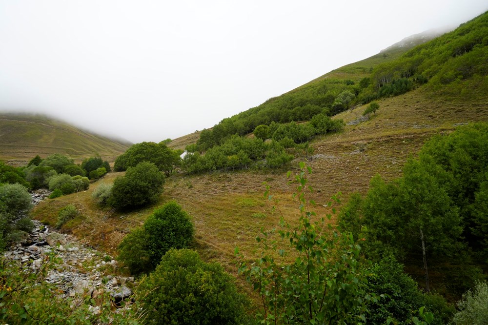 Gümüşhane'de emekli imam kendi imkânlarıyla köyüne 50 bin ağaç dikti - 3