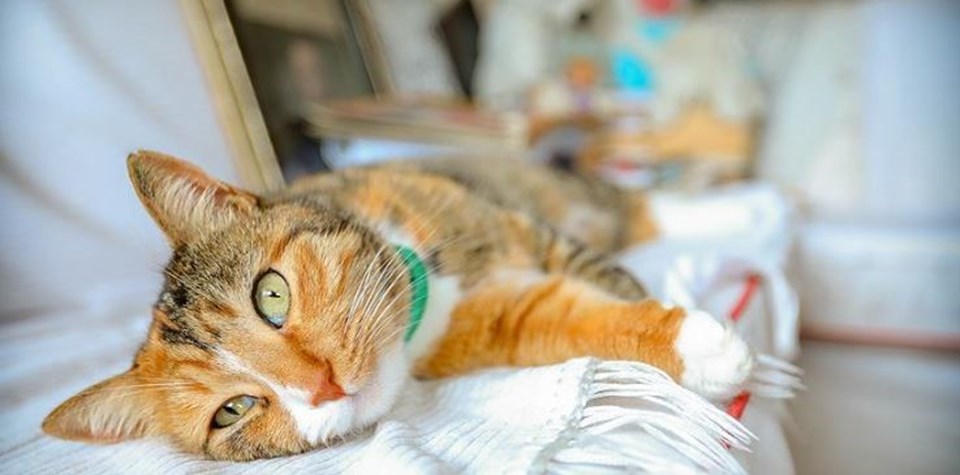 Kedilerde sıklıkla görülüyor: FIP hastalığı nedir, belirtileri neler? - 1