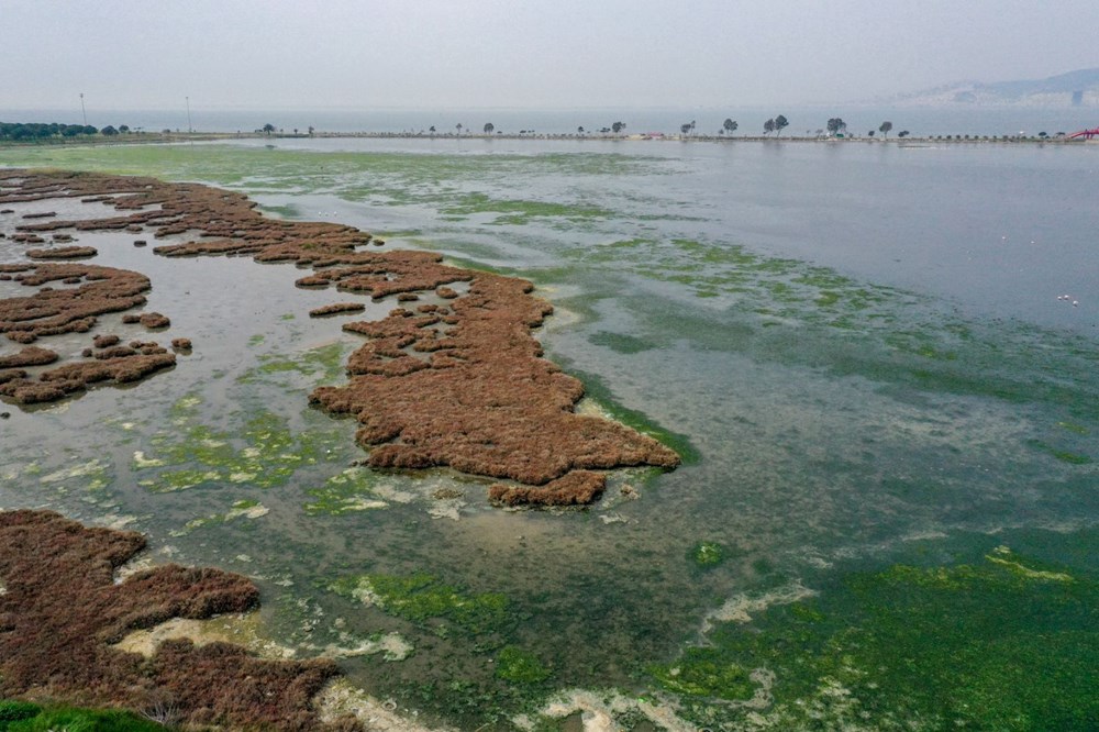 Deniz yosunu, İzmir Körfezi'nde yeniden yayılıyor - 6