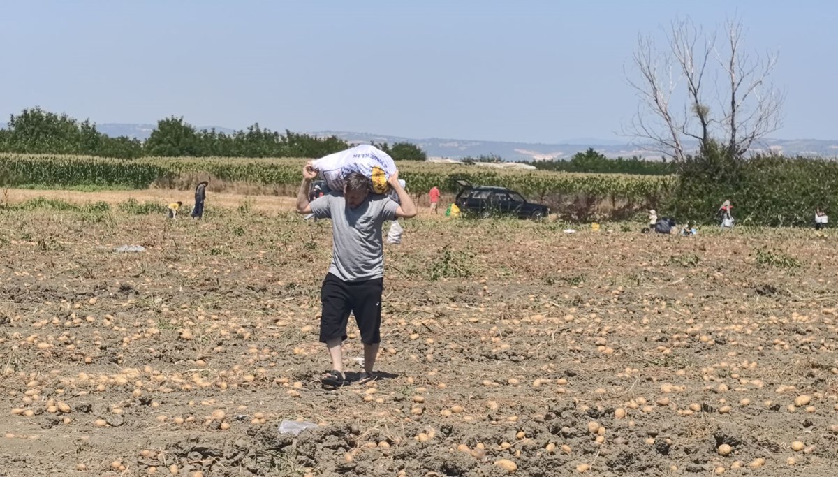 Tarlasındaki patatesleri ücretsiz dağıttı Tarlasındaki patatesleri ücretsiz dağıttı