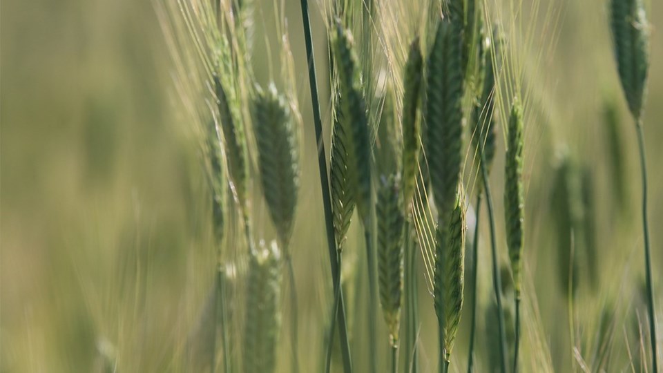 Kastamonu'nun 10 bin yıllık siyez buğdayı 'coğrafi işaretle' tescillendi - 1