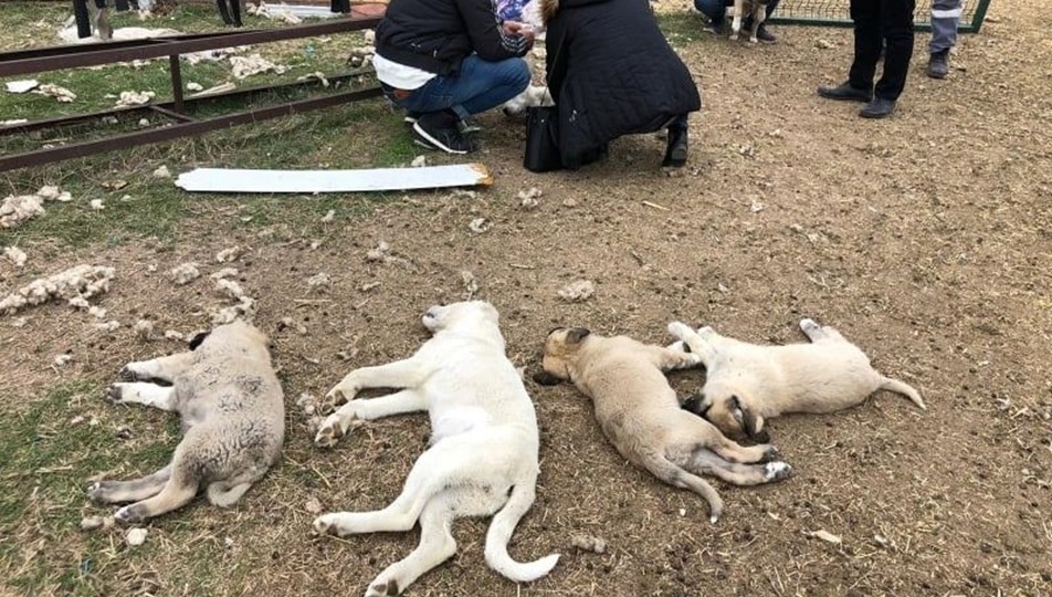 Ankara�da bir haftada 22 köpek zehirlendi NTV