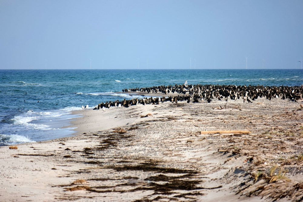 63 penguin Afrika yang terancam punah mati diserang lebah - 2