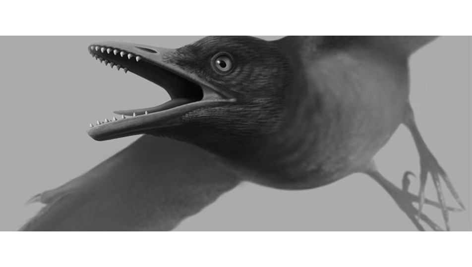 testere gibi disleri olan 125 milyon