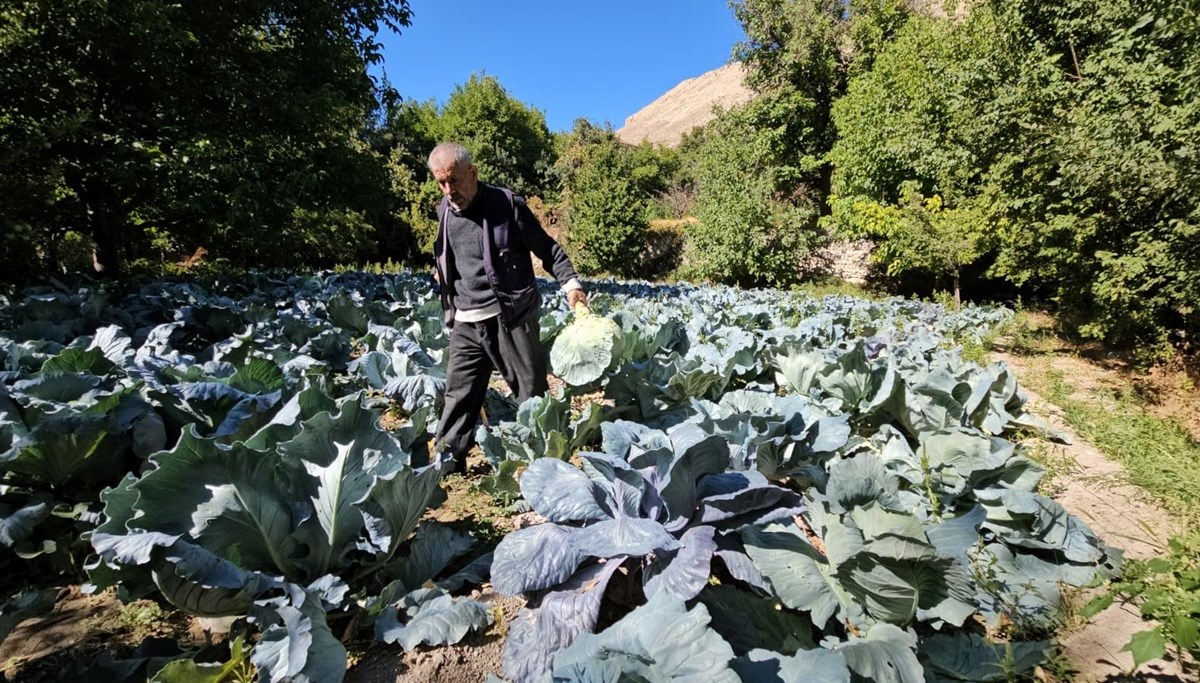 Bu yıl hasat yüz güldürdü: İstanbul, Ankara, Adana'ya gönderiliyor