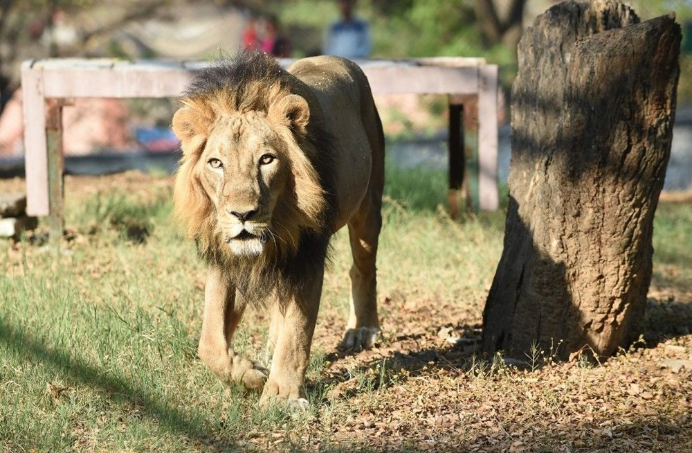Hindistan’da Covid hayvanlara sıçradı, sekiz aslan virüse yakalandı - 3