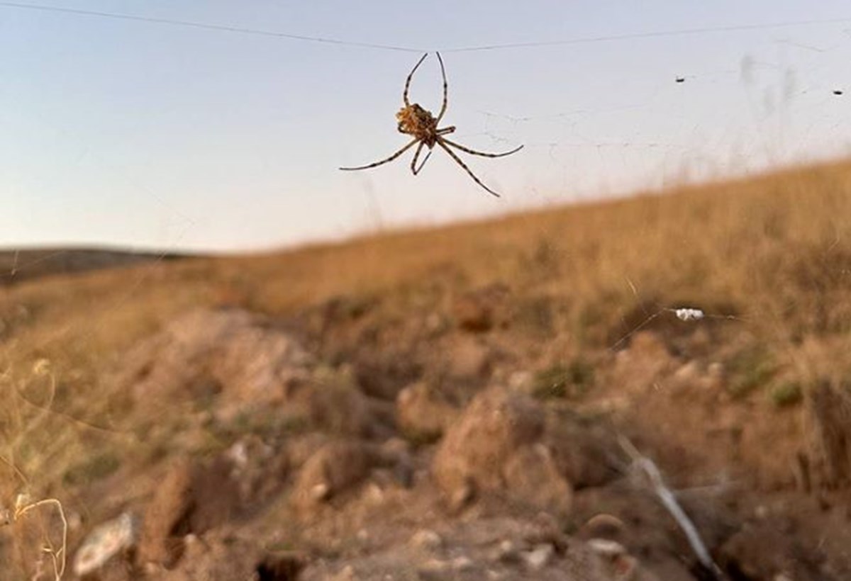 Dünyanın en zehirli örümceği Kırşehir'de görüldü